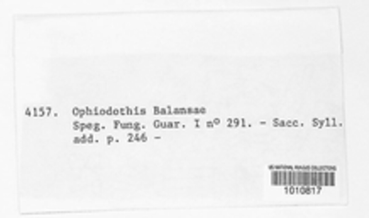 Ophiodothella balansae image